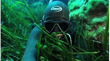 Underwater & Company Videos