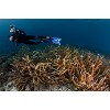 0103img 0044womanmanscubadiving lm 