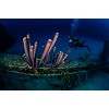 0124img 9943womanmanscubadiving lm 
