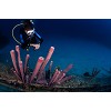 0130img 9959womanmanscubadiving lm 